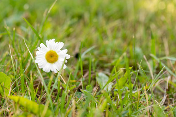 Daisy flower - wild chamomile