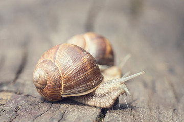 Snails crawling on old fallen tree