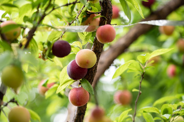 熟れ始めたスモモの実