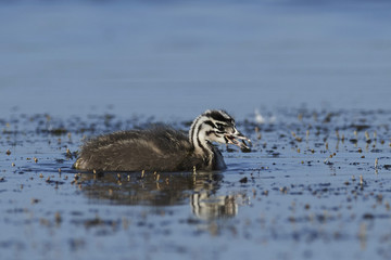 Great crested grebe (Podiceps cristatus)