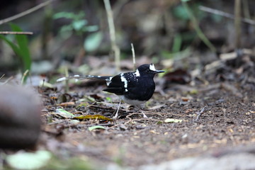 Spotted forktail (Enicurus maculatus) in Dalat, Vietnam