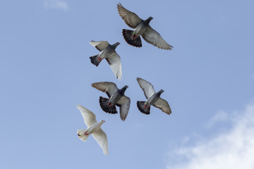 flock of speed racing pigeon flying against clear blue sky