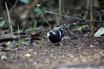 Spotted forktail (Enicurus maculatus) in Dalat, Vietnam