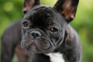 12 Weeks old French Bulldog puppy face closeup