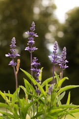 purple flowers in the garden