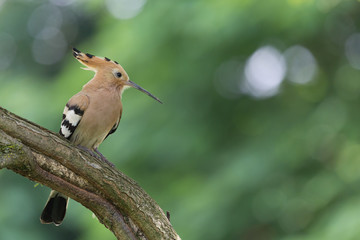 Upupa eurasiatica (Upupa epops)
