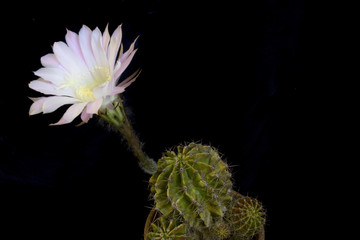 A Blooming FLowring Cactus Plant in FLower Pot