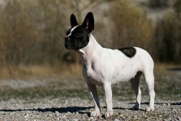 French bulldog and Boston Terrier Mix standing on a road
