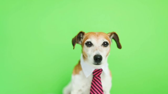 Adorable funny dog Jack Russell terrier with serious concentrated muzzle. a bit anxious and worried . Green chroma key background. Video footage. Pet theme