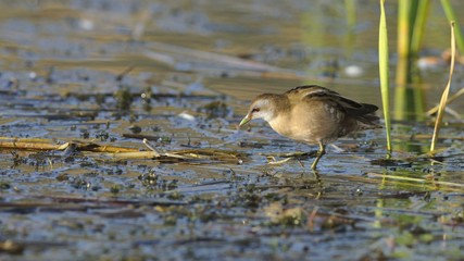 Little Crake (Porzana parva), Greece