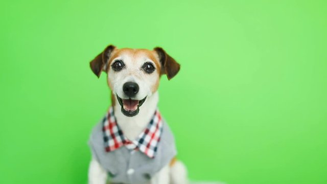 Happy smiling active dog in clothes lookig to the cam. yawn. Green chroma key background. Video footage. Lovely face
