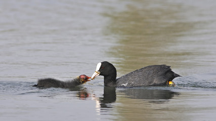 Coot - Fulica atra, Crete