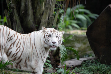 White Tiger