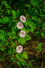 flowers white pink convolvulus on the edge of the forest