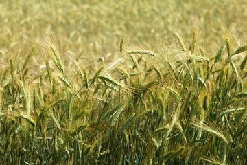 Grain Barley is one of the oldest agricultural crops. It is already present in Chinese and Indian...