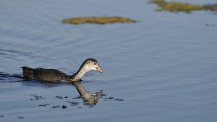 Coot - Fulica atra, Crete