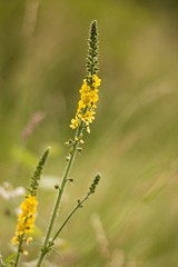 butterfly on yellow flower