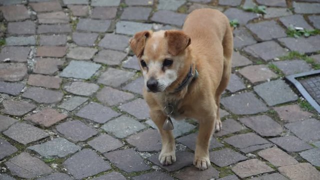Canis lupus familiaris Domaći pas Hundur Haushund video Շուն 犬 سگ  Собака Dog Cane כלב הבית Hond 