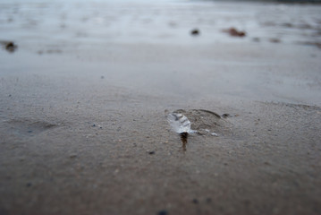 Feather