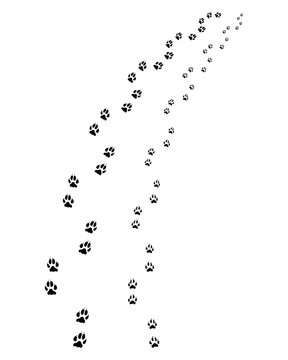 Black footprints of dog on a white background