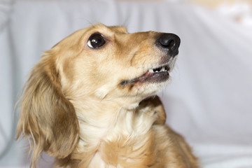 Golden long-haired dachshund at home. Happy pet. Well-breaded home favourite. 