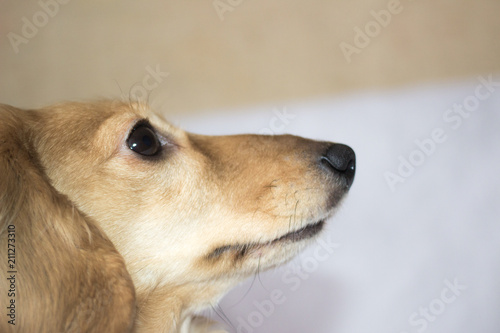 Golden Long Haired Dachshund At Home Happy Pet Well Breaded Home