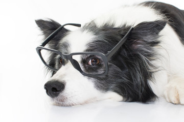 INTELLECTUAL BORDER COLLIE DOG LYING DOWN ON FLOOR, WEARING BLACK GLASSES. ISOLATED ON WHITE STUDIO BACKGROUND