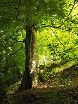 Sunlight shining through the leaves of a beech tree