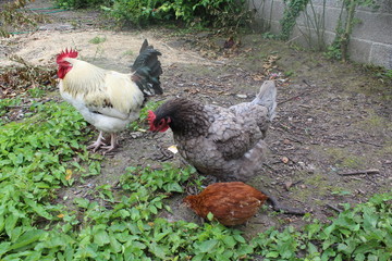 COQ POULE ET POUSSIN