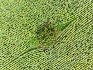 bird eye view of sunflower field