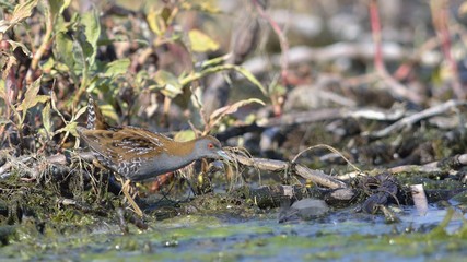 Baillon's Crake (Porzana pusilla), Greece