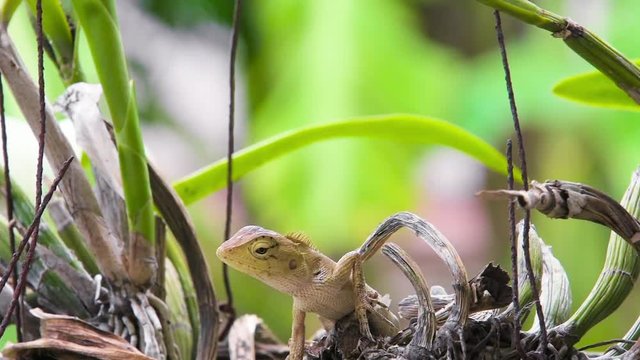 Close up Blue crested Lizard climbing the tree. wild life concept. 4k resolution
