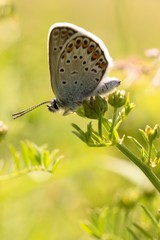butterfly on grass