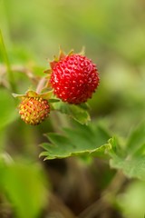 Strawberry (Fragaria) is a family of plants of the family pink, the fruit is called strawberry. Strawberries are a favorite fruit.