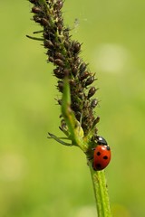 Obraz premium ladybug on green leaf