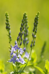 blue flowers on green background