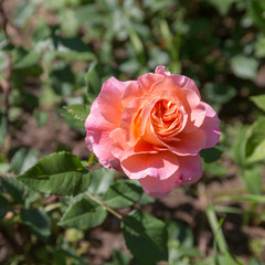 pink rose in a summer