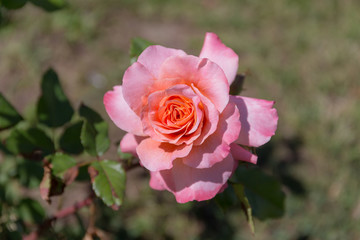 pink rose closeup