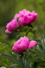 pink tulips in the garden