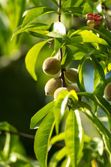 green Peach on tree