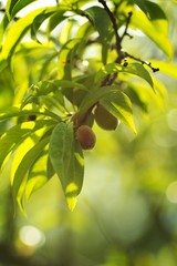 Peach branch of a tree