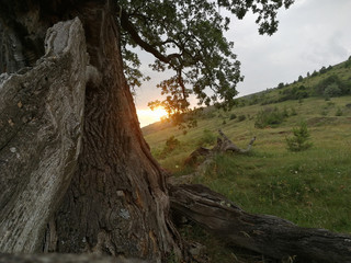 Sunset and old tree