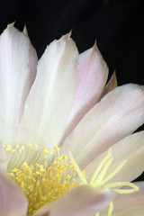Fototapeta na wymiar Close Up of a Flowering Cactus In Bloom on Black Background
