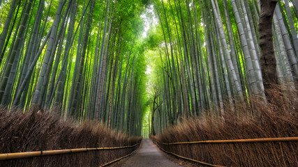 Arashiyama Bamboo Forest © Christian Dagnæs
