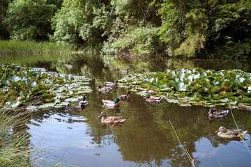 Pond in city park