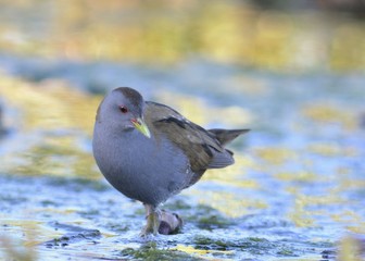 Little Crake (Porzana parva), Greece