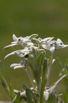 Mountain Alpine Protected Flower Prolet - Edelweiss