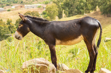 Naklejka premium One donkeys on a mound in a meadow