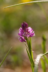 Fototapeta premium purple flower