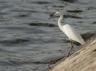 Little egret stood on wall of river bank